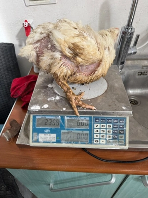 Pui alb de carne 3 săptămâni intre  1,9 -  2.5 kg  25 lei - imagine 4