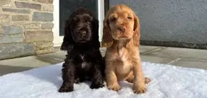 Cocker Spaniel de Vanzare cu Factura,Garantie,Transport Gratuit,Microcip,Carnet,Vaccin,Inregistrare - imagine 2