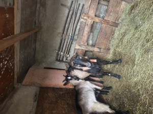 Vand tap alpin fără coarne! - imagine 3