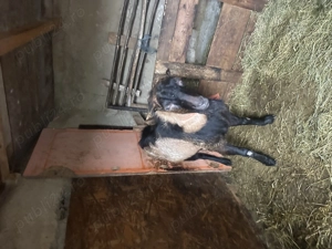 Vand tap alpin fără coarne!