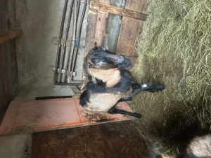 Vand tap alpin fără coarne! - imagine 4