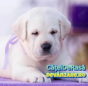 Labrador de vanzare cu Factura,Garantie,Transport Gratuit,Hrana Gratuita,Microcip,Vaccin,Carnet - imagine 2