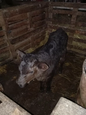 Vand 7 vitei  - imagine 2