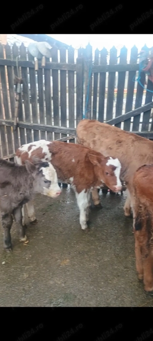 Vand 7 vitei  - imagine 5