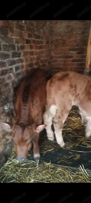 Vand 7 vitei  - imagine 4