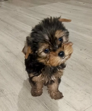 Yorkshire terrier 2 luni 