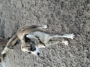 Donez femelă bună de pază  - imagine 3