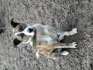 Donez femelă bună de pază  - imagine 4