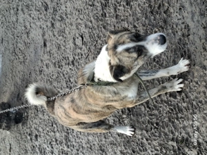 Donez femelă bună de pază  - imagine 2