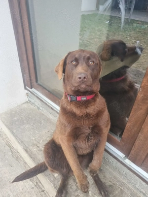 Donez Labrador ciocolatiu