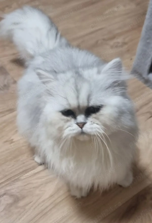 motănel persan chinchilla disponibil  - imagine 2