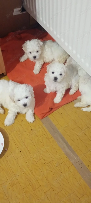 Bichon maltez,jucaus,dragalas