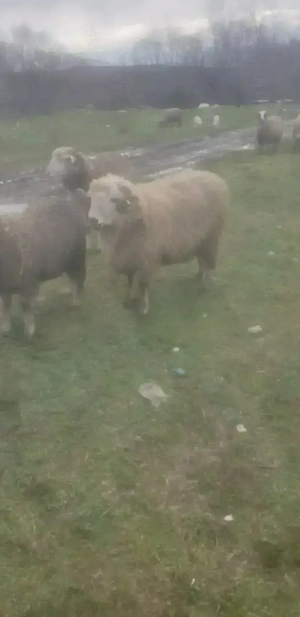 Vând doi berbeci sau schimb 