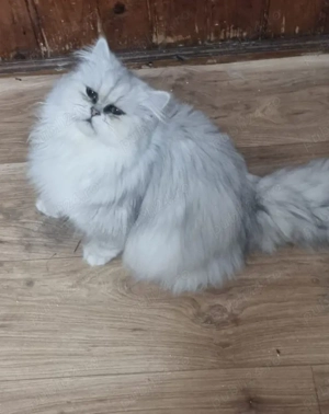motănel persan chinchilla disponibil  - imagine 3