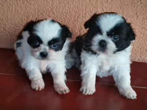 De vînzare puiuți de shitzu  - imagine 5