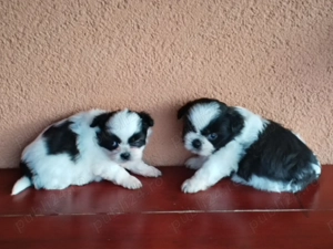 De vînzare puiuți de shitzu 