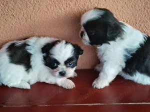 De vînzare puiuți de shitzu  - imagine 3