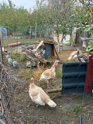 vand curcani curci si bibilici 