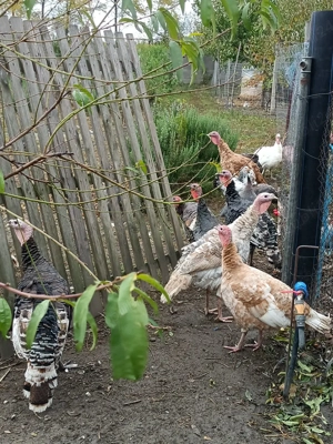 vand curcani - imagine 2