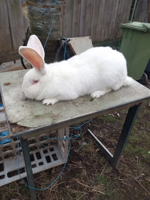 vand iepuroaica urias german  - imagine 3