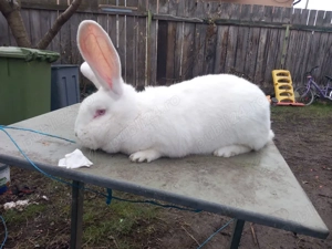 vand iepuroaica urias german  - imagine 2