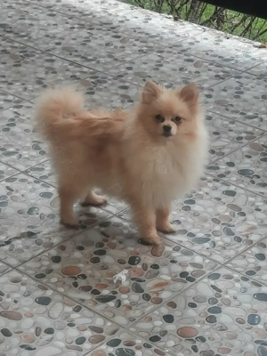 Pomeranian femelă, 7 luni, roșcată, talie mică aproximativ 1,5 kg,foarte jucăușă - imagine 2