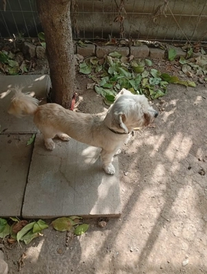 Donez cățel bison maltez talie mică foarte jucăuș si voios..