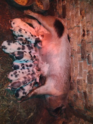 Vând scroafă cu 8 purcei 