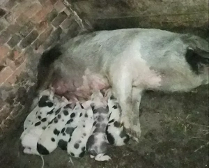 Vând scroafă cu 8 purcei  - imagine 5