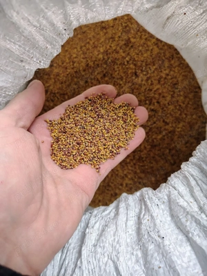 seminte de trifoi  - imagine 2