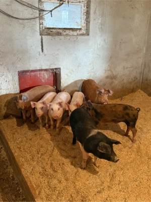 purcei 25-50kg - imagine 2