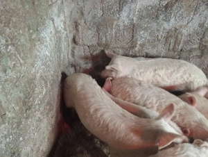 Vând șoldani 8 bucăți de 30-35 kg