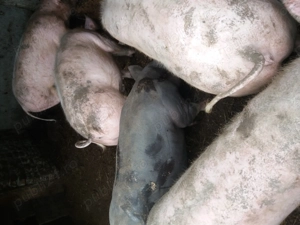 Porci 80 90 kilograme