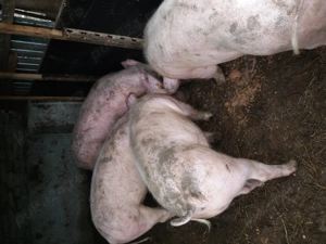 Porci 80 90 kilograme - imagine 2