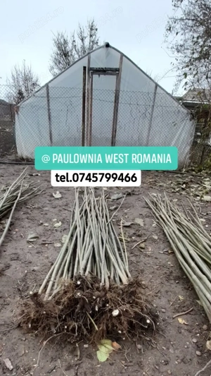 Trimitem în țară copăcei și butași Paulownia,creștere rapidă 3-5m an