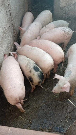 Vând 10 grăsuni  - imagine 2