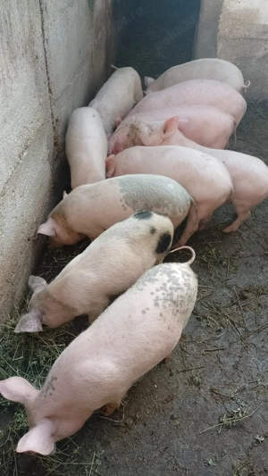 Vând 10 grăsuni  - imagine 3