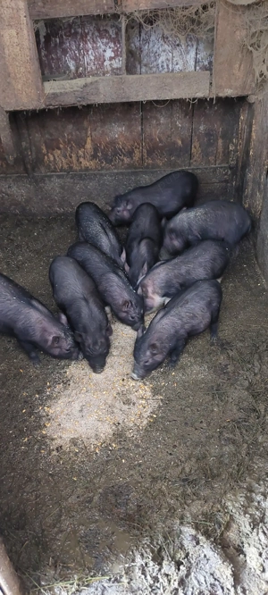 Purcei vietnamezi  - imagine 3