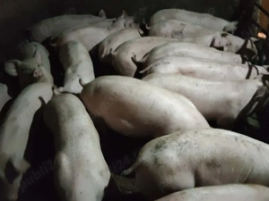 Șoldani rasa Marele Alb cu landras  - imagine 2