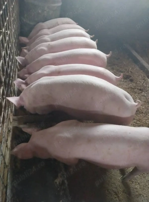 Șoldani rasa Marele Alb cu landras  - imagine 3