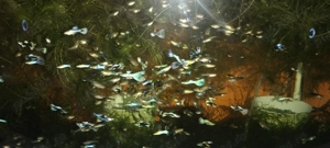 Peștisori de acvariu moly,gupy,xifo