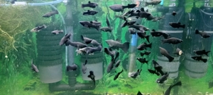 Peștisori de acvariu moly,gupy,xifo - imagine 2