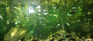 Peștisori de acvariu moly,gupy,xifo - imagine 3