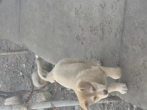 Husky cu vârstă de două luni - imagine 5