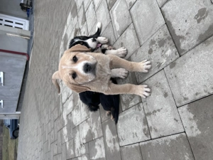 Ciobănesc de Asia centrală 