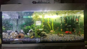 Acvariu Juwel 180 L complet echipat 