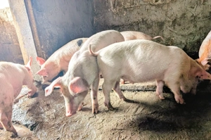 purcei de carne landrace x duroc - imagine 5