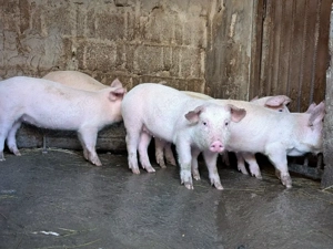 purcei de carne landrace x duroc - imagine 4