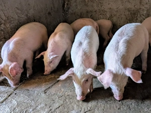 purcei de carne landrace x duroc - imagine 2