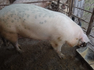 Vând scroafa rasa de carne - imagine 2